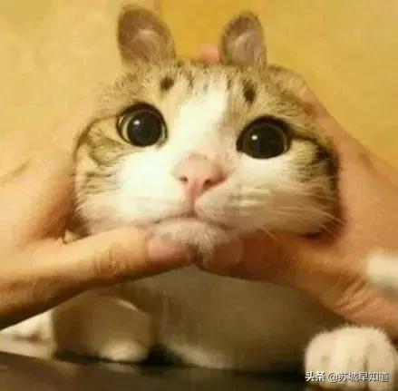 今天吃鱼打1折？！还是……