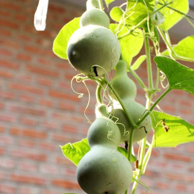 葫芦种阳台上怎么授粉,阳台上种小葫芦怎样架起来