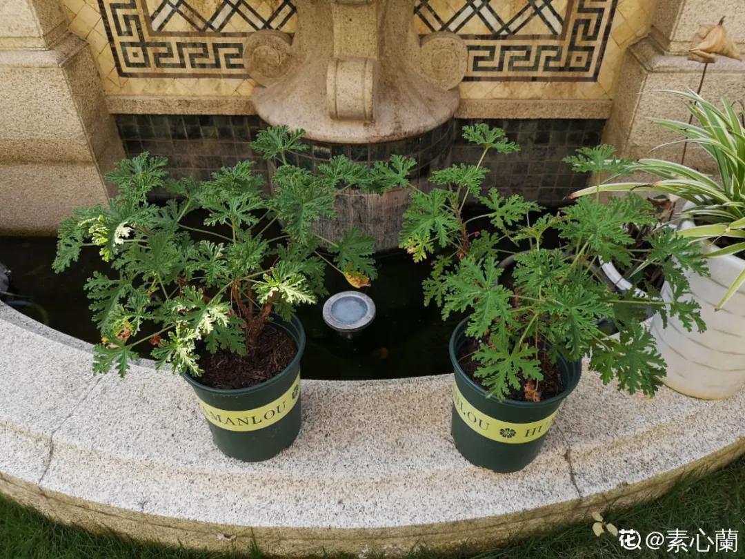 花盆里的小黑飞苍蝇怎么处理,家里养什么花最容易生小黑飞虫