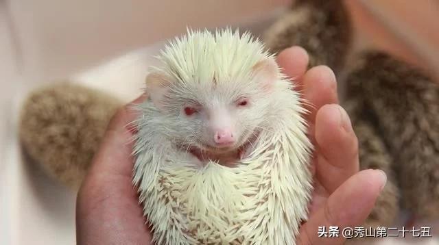 女子抓起小刺猬,直接放嘴里,以为要吃了它,结果却不太一样