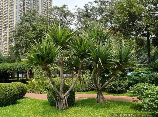 海南珍贵树木有哪些图片,海南花草树木名称大全
