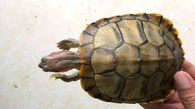 岁月是把杀猪刀？龟的成长中谁的变化大