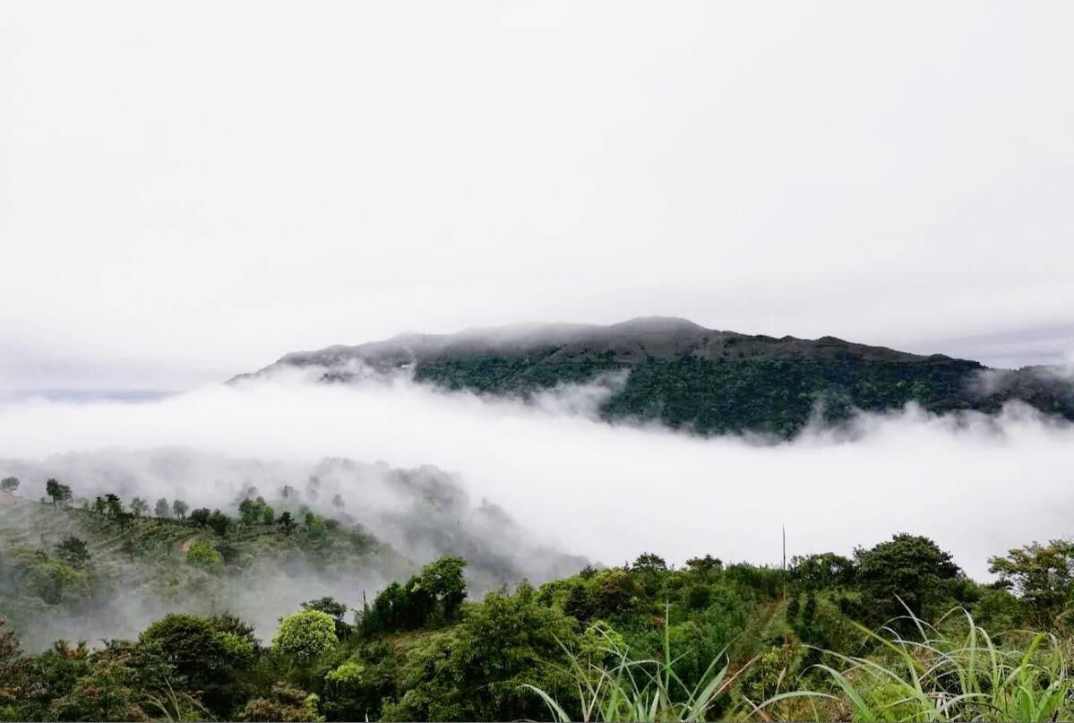 凤凰单丛茶三个阶段,一分钟简单认识凤凰单丛