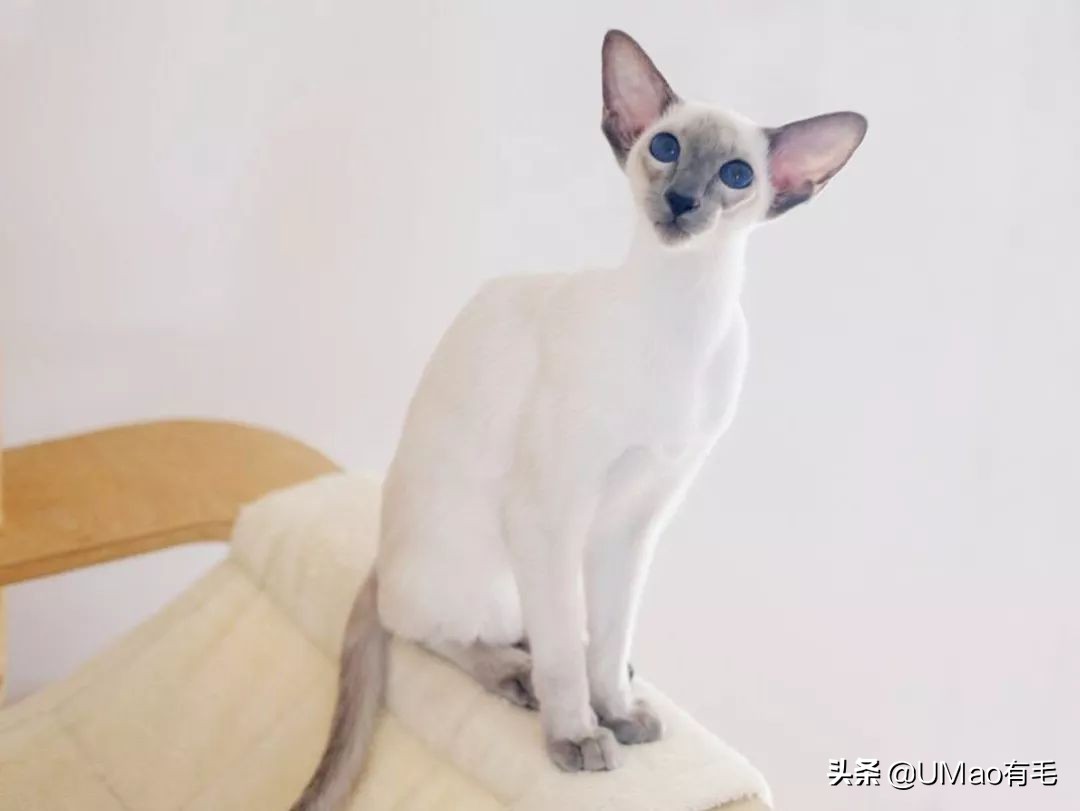 胖橘猫和黑猫,橘猫黑猫白猫哪个最可爱