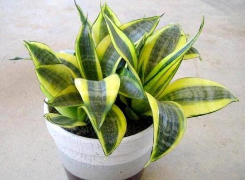 金边虎皮兰扦插的正确方法,金边虎皮兰扦插的方法