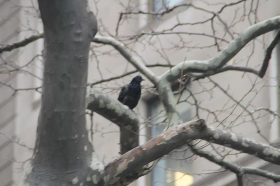 了解美国纽约,美国纽约城市全景