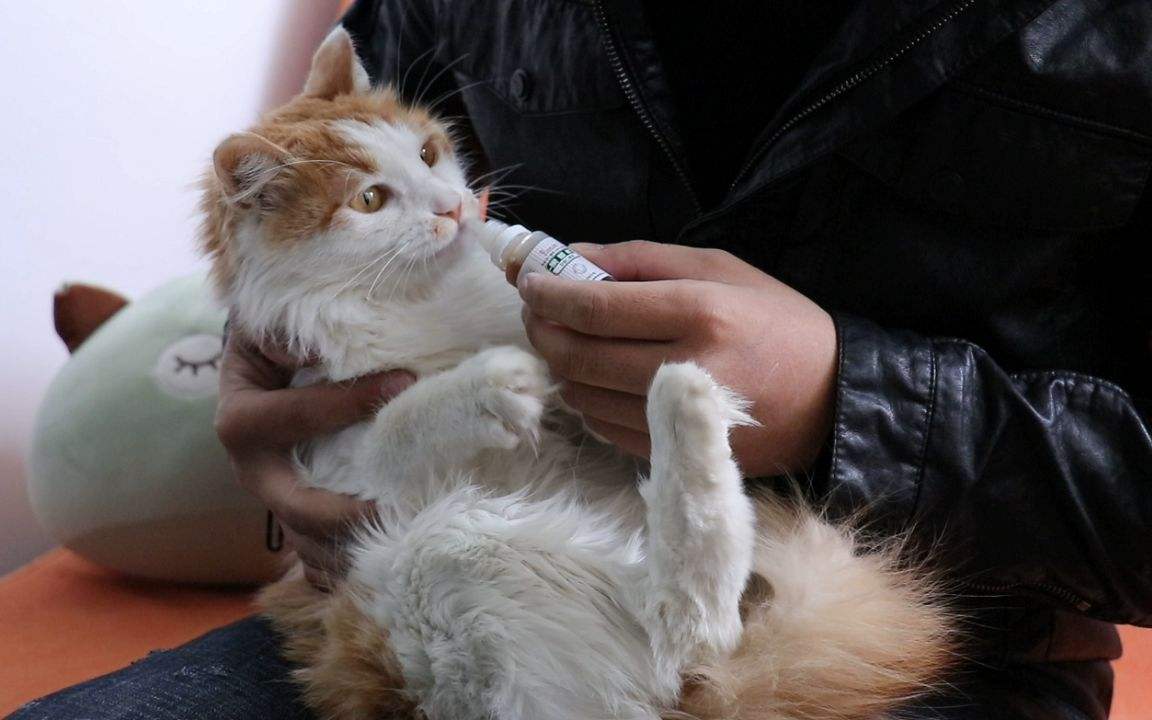 主人为给宠物狗治病花费40万,宠物生病了喂它吃药有错吗