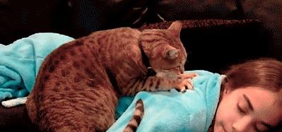 我们一起“拼猫”好不好？乖巧的时候归我，撒泼的时候归你