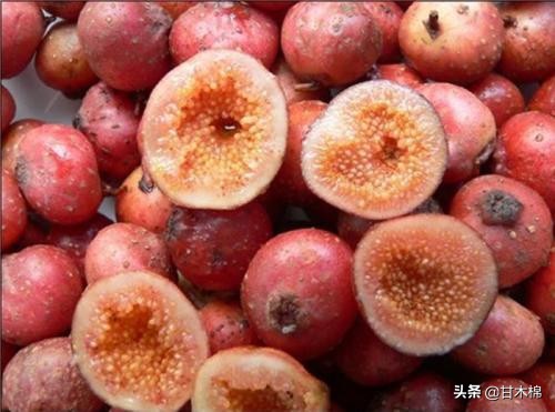 童年野果子,儿时的野果子总让人回味无穷