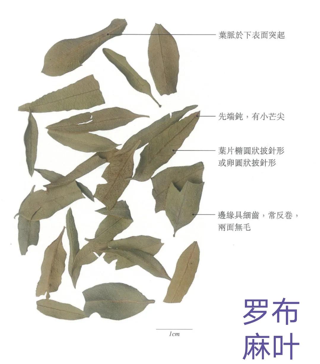 中药罗布麻叶的作用与性能,罗布麻叶的功效与作用