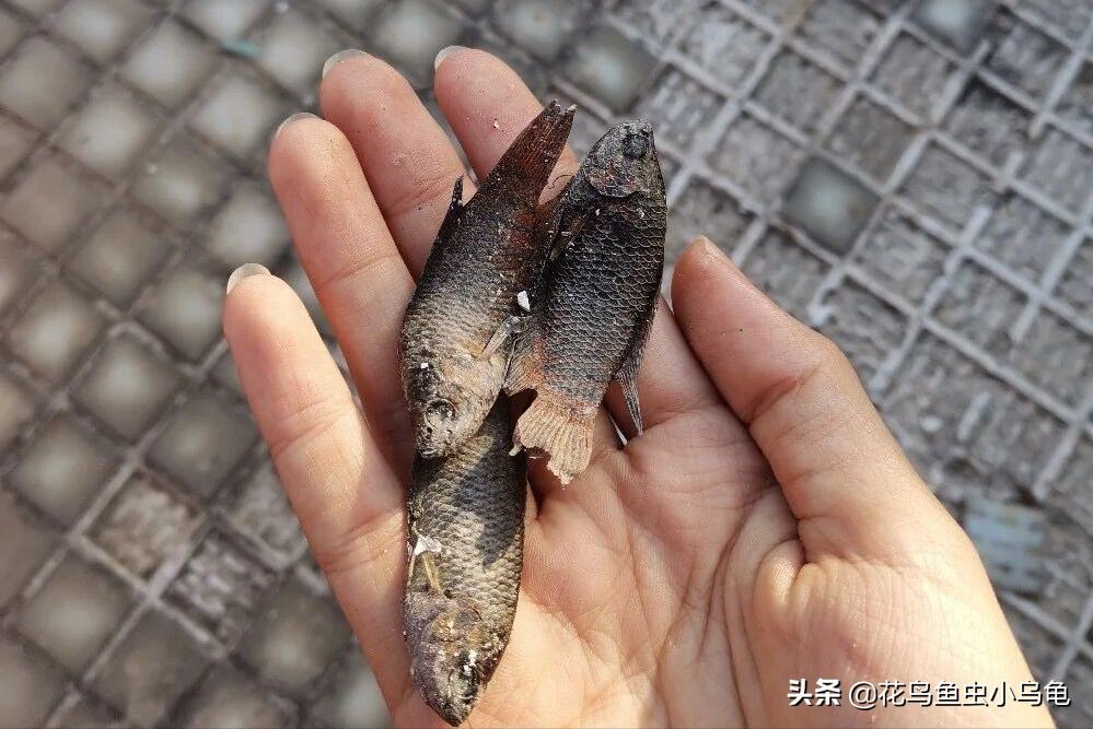 斗鱼要怎么养才能养得又大又漂亮,斗鱼怎么养才好看又好养活