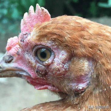 散养土鸡容易发病吗,土鸡养不好的原因