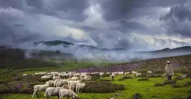 凉山最漂亮的花海,西昌赏花攻略