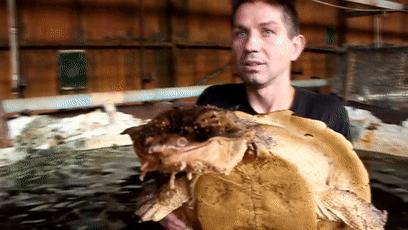 龟龟长大了,我滴个龟龟是什么意思