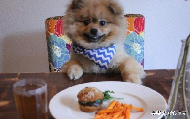 两个月的博美便便怎么那么臭,博美的便便特别臭