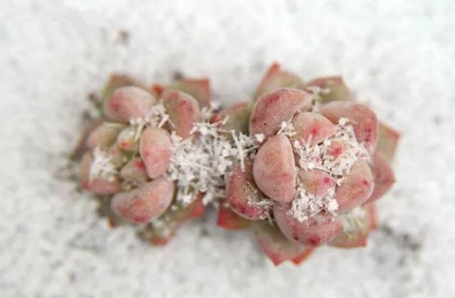 冬天多肉种好后怎么处理,多肉怎么过冬保暖