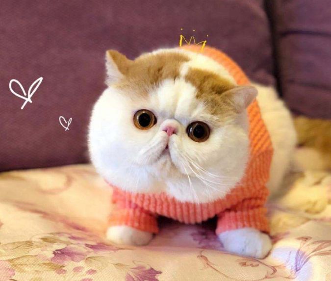 加菲猫泪痕严重是什么原因导致的,加菲猫为什么有泪痕