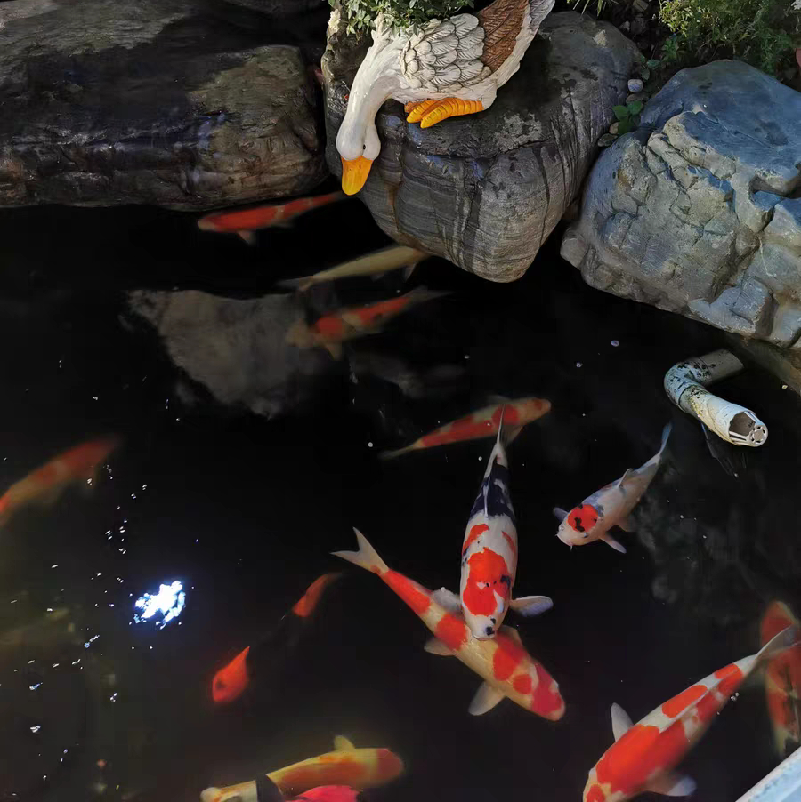 黄粉可以治疗锦鲤的白点病吗,锦鲤白点净治白点病几天会好