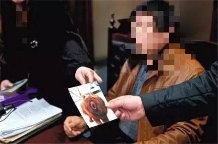 宠物整形手术背后的残忍你见过吗,宠物美容技术的手法有哪几种