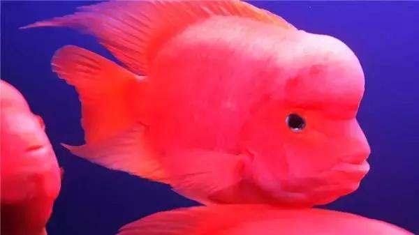 凸头鹦鹉鱼,鹦鹉鱼最大有多大