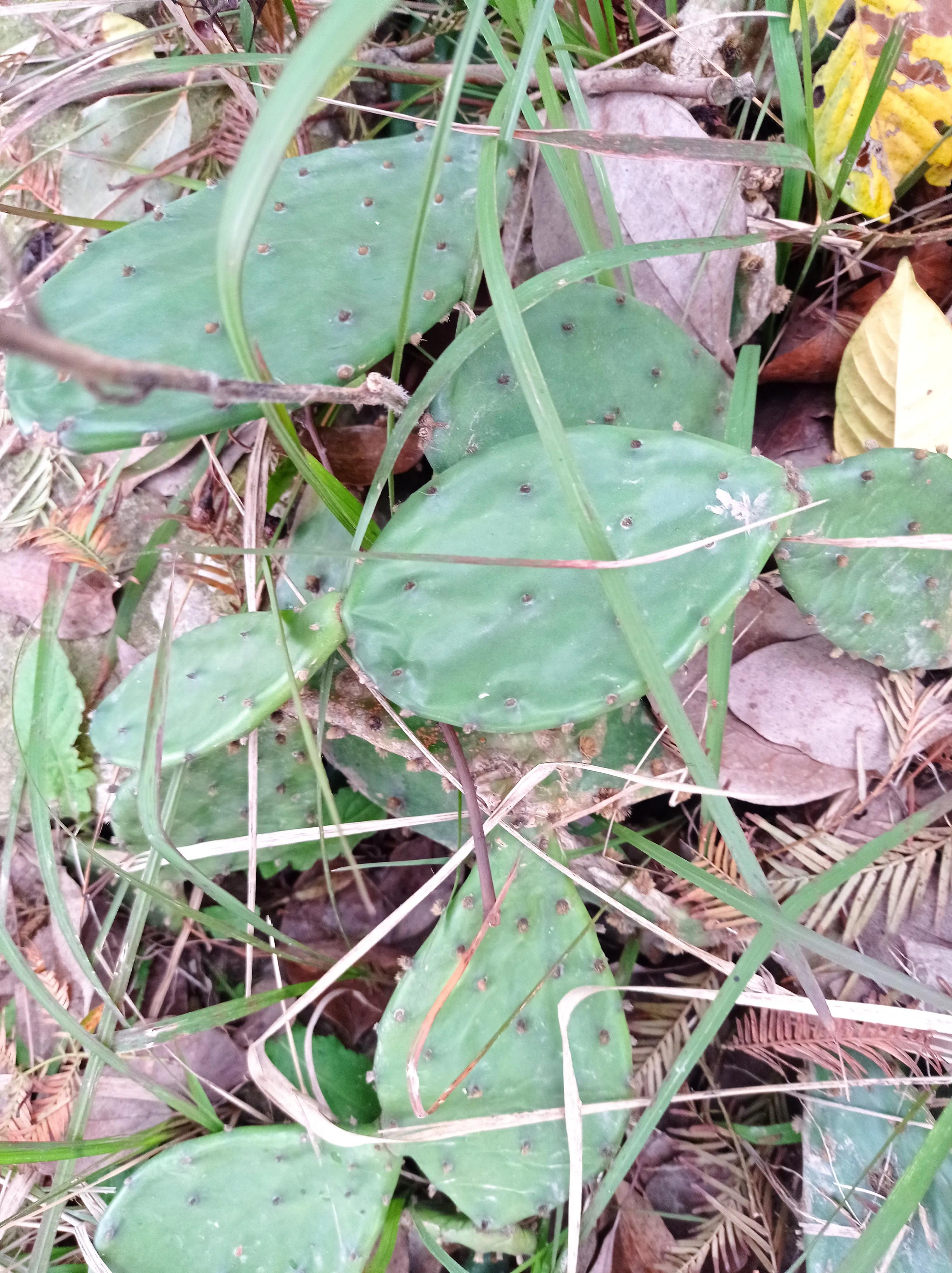 老家的仙人掌视频,老家房顶上的仙人掌