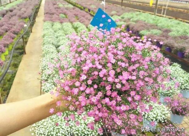 满天星开,满天星发芽到爆盆