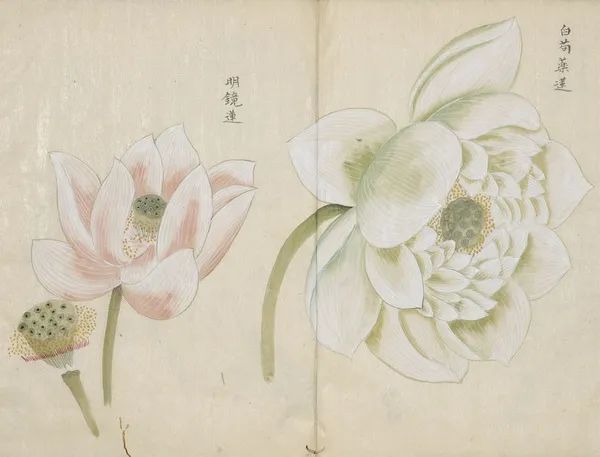 繁华过后一盏清茗也能品出百味,繁华之后静立于世