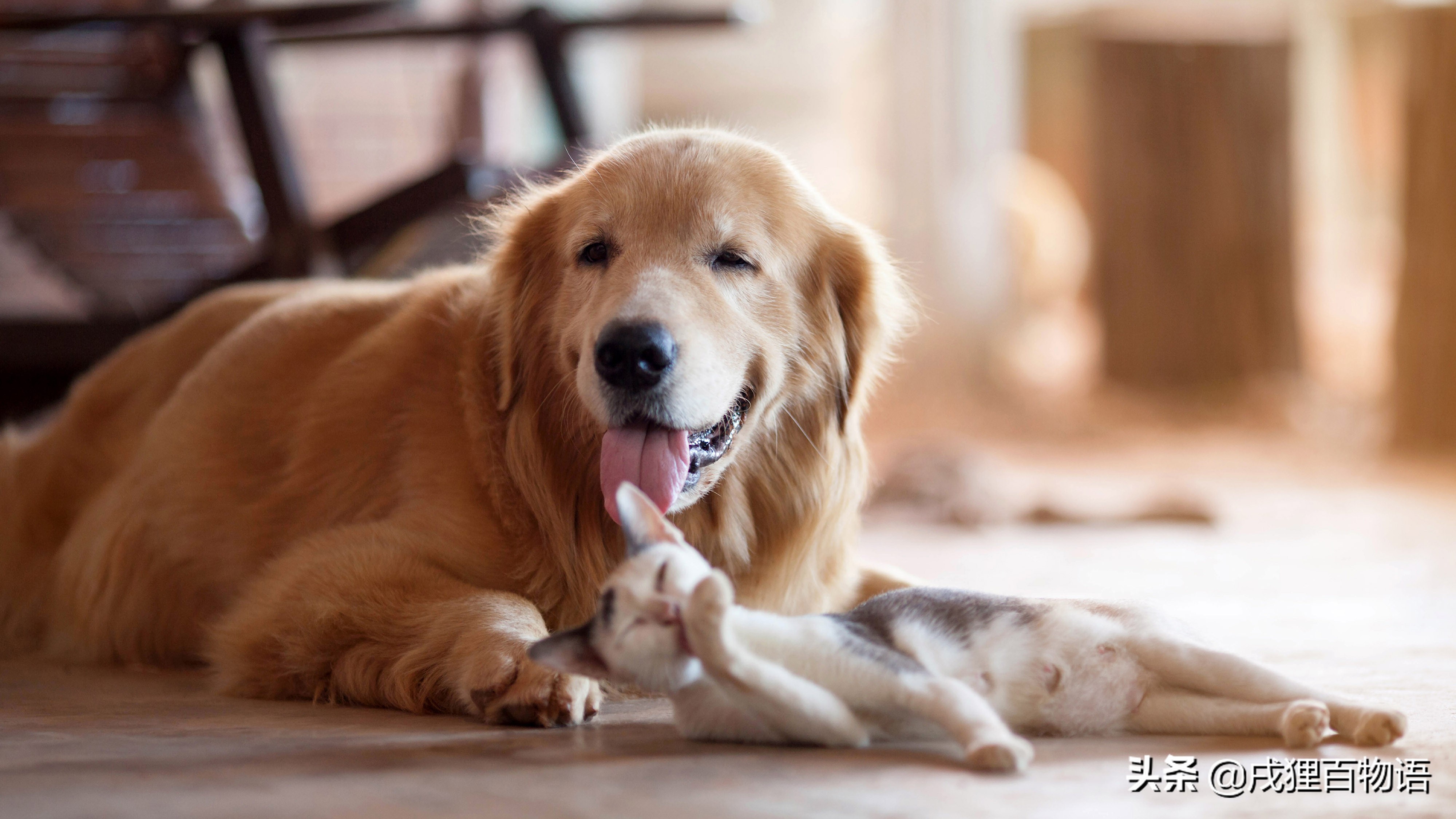 狗肘子毛磨没了还会长吗,狗啃肘子