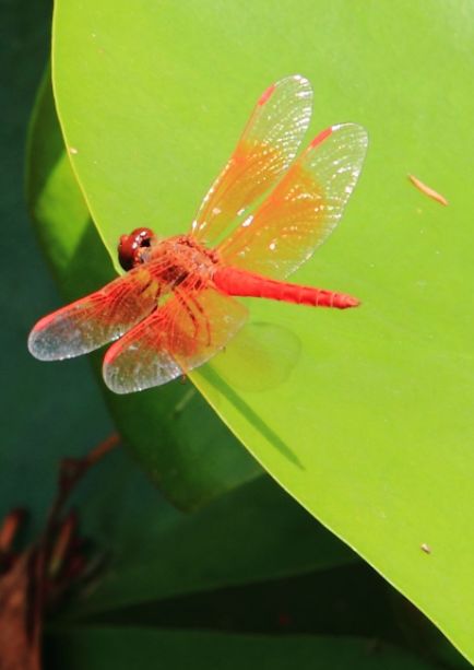 美丽的蜻蜓诗句,描写蜻蜓的诗句古诗大全