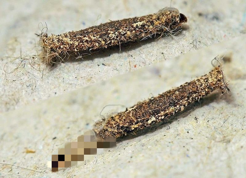 衣柜长了很多黑色小虫子,定制衣柜里面有小虫子什么原因