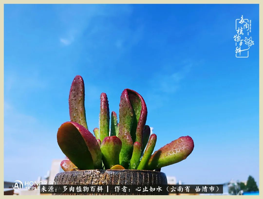 景德镇精品拇指多肉盆,轻奢多肉拇指盆3.5