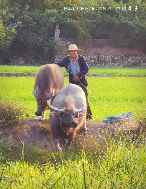 做把“村姑”，走进海南灯火灿烂的火龙果园