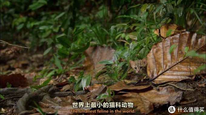 良心推荐！这10个好玩有趣的神仙网站，简直是学习工作必备神器