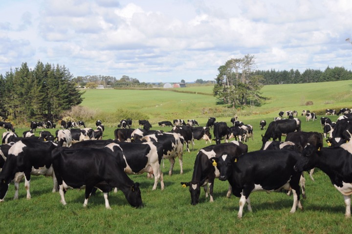 徐厚冰速评:拒绝进口新西兰奶粉,几乎不可能