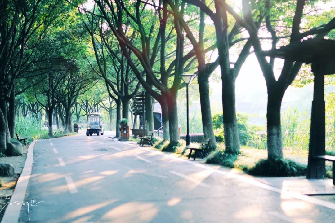 娌欏娴滈鏅尯鑺辨捣,娌欏娴滅殑绱壊鑺辨捣