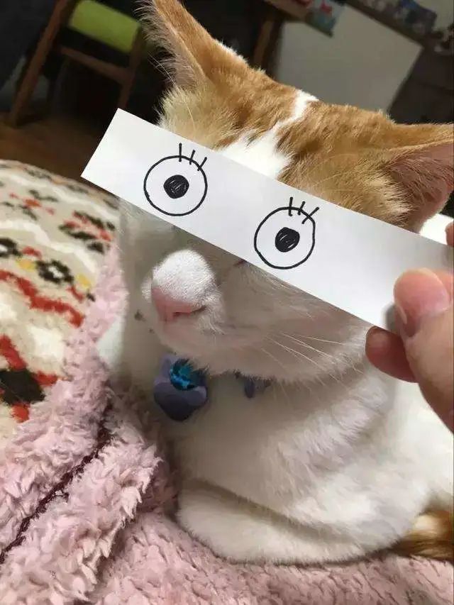 憋住不准笑大全,猫咪奇葩睡姿成精了