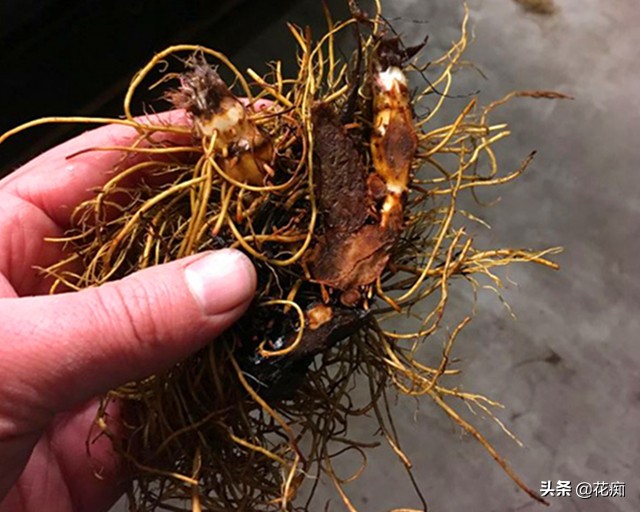 耐阴开花绿植地栽,喜阴好养活的颜色鲜艳的绿植