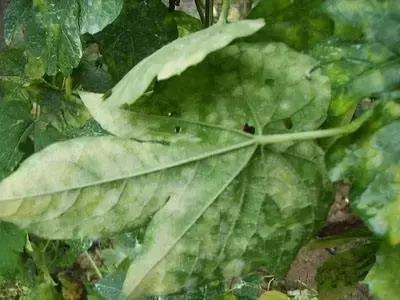 瓜类病害治疗药,瓜类主要病害有哪五条