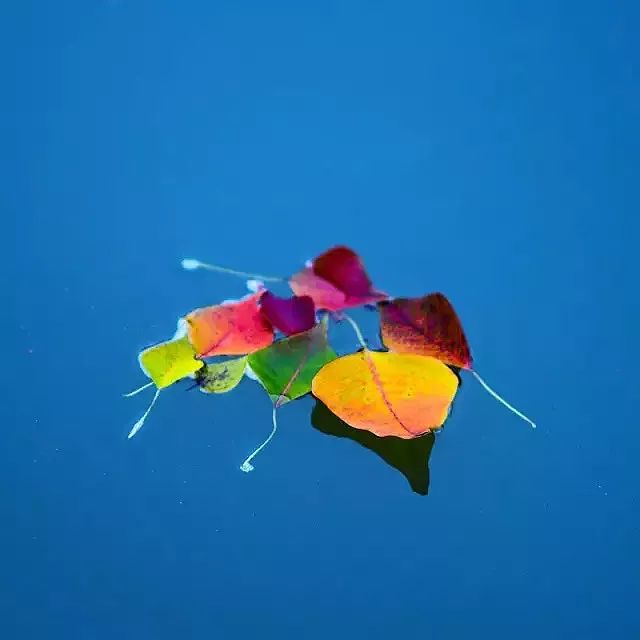 小林｜常恐秋风早，飘零君不知