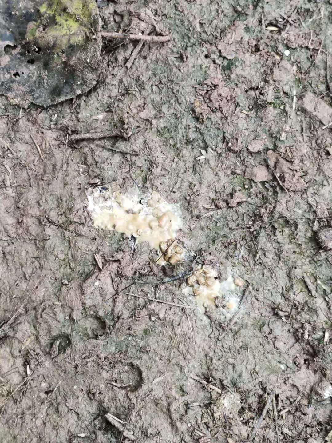 养鸡碰到下雨怎么办,养鸡出现大面积死亡