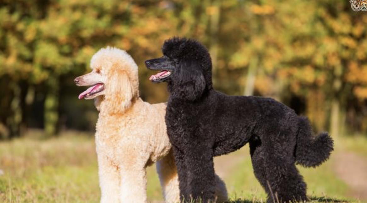 巨型贵宾犬毛色越来越淡怎么办,巨型贵宾犬为什么不建议养