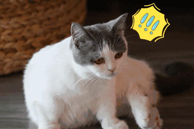 新手养成年猫咪的基础知识,养猫咪新手入门必备知识100个