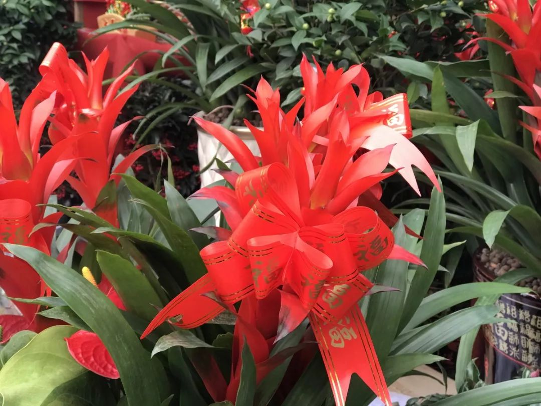 肇庆各区花市,2020肇庆市花市图片