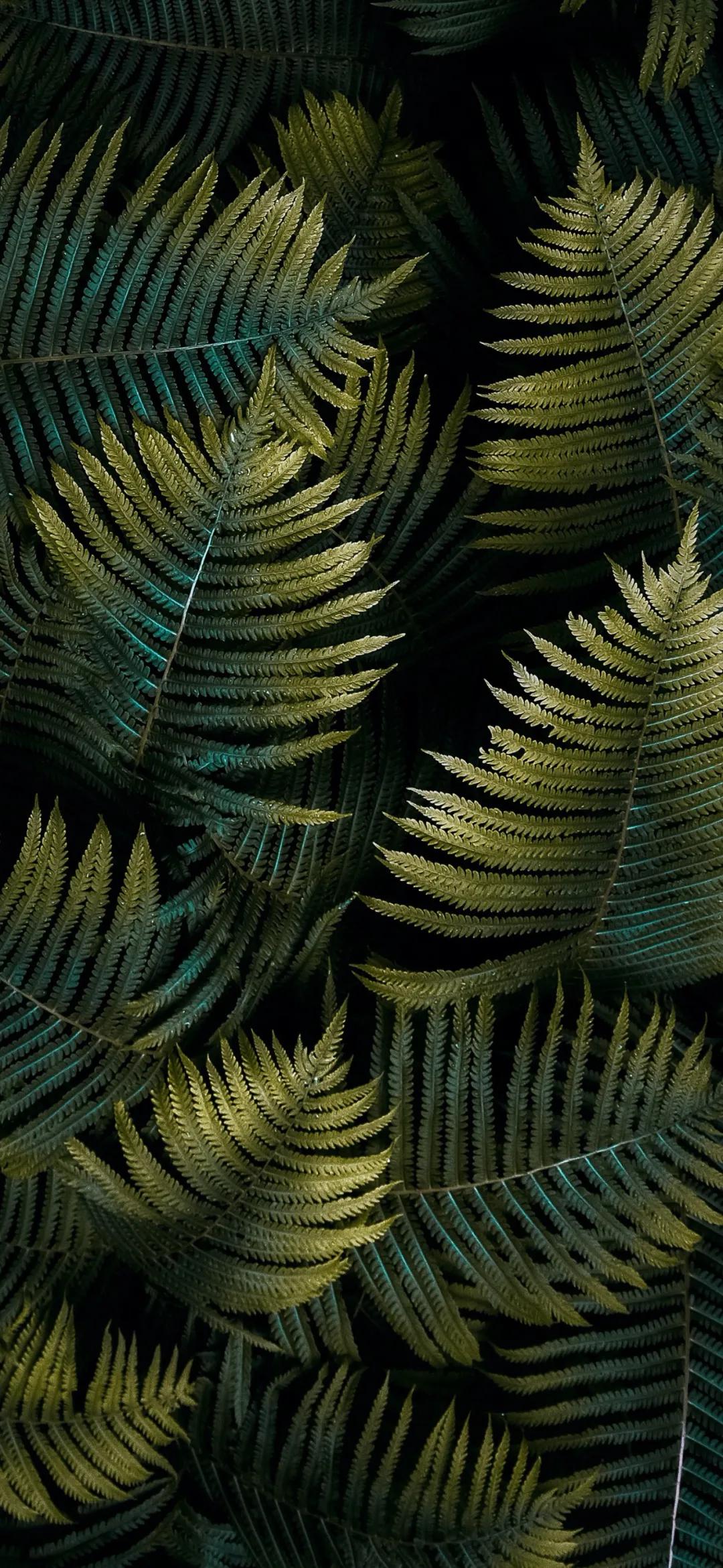 文艺素雅治愈植物手机壁纸,唯美治愈系手机壁纸植物