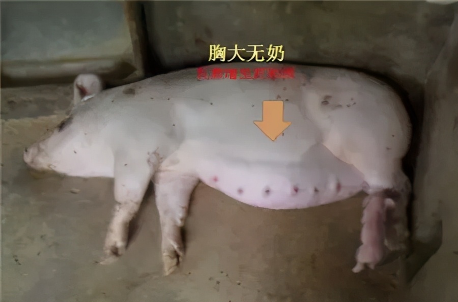 猪霉菌毒素中毒有什么症状,霉菌毒素超标猪容易得哪些病