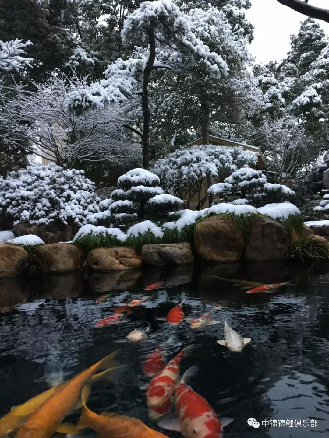 北京室外地上鱼池怎么过冬,东北户外鱼池过冬