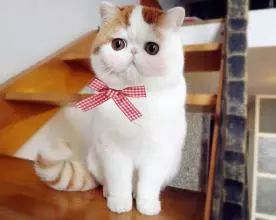 猫咪湿疹怎么治疗最好,猫咪湿疹是什么原因