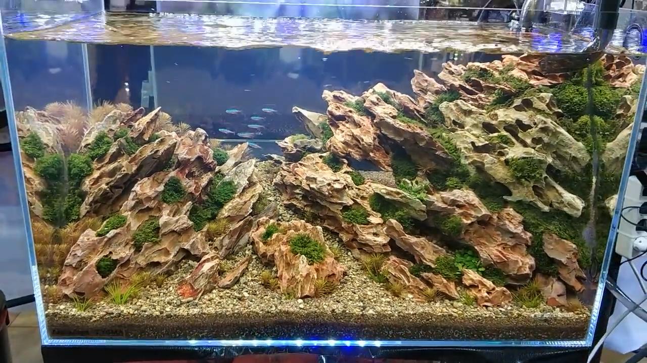 草缸水草发黄开始溶叶是什么原因,草缸水草发黄