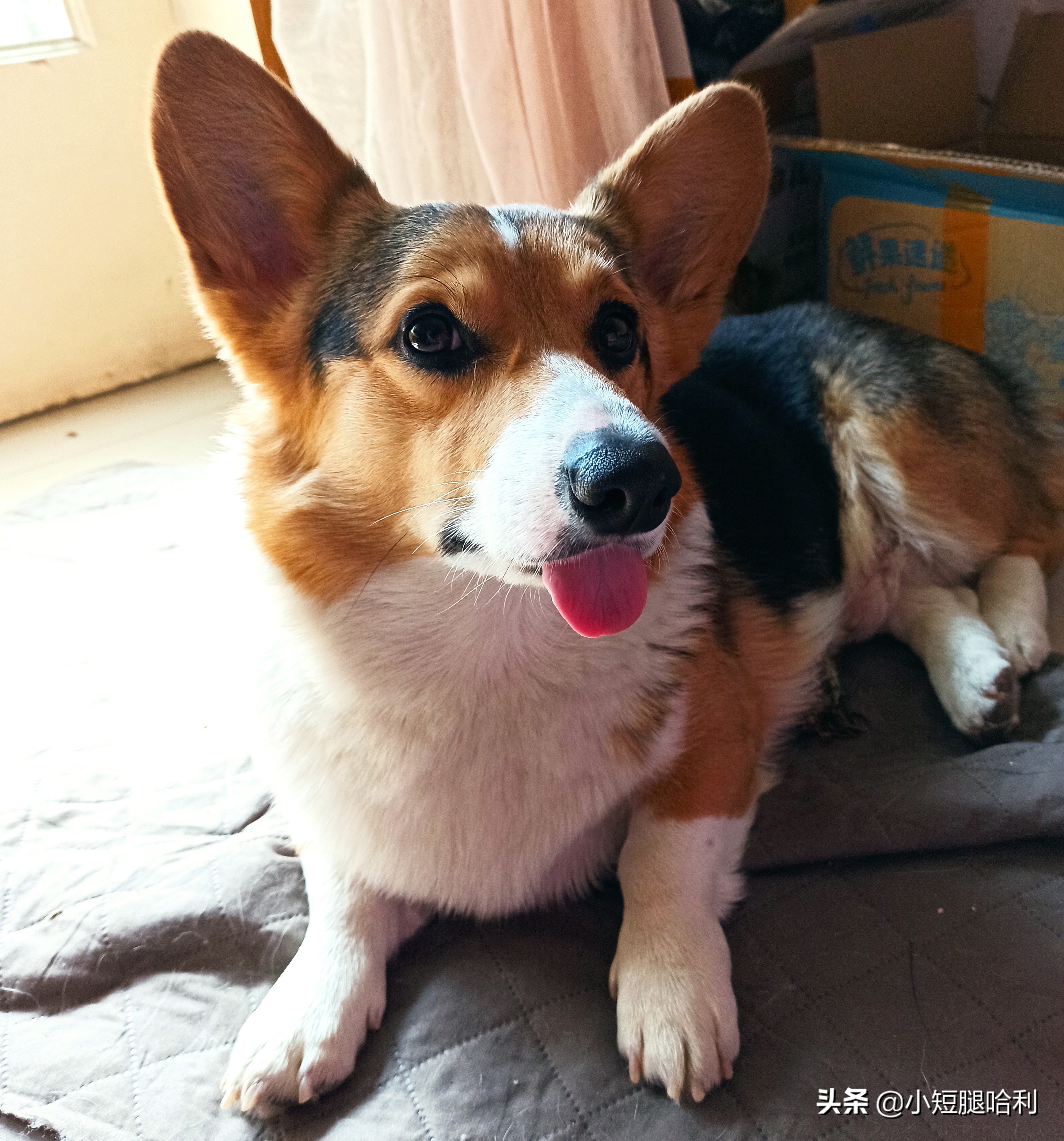 狗舍怎么养柯基,第一次养狗适合养柯基吗