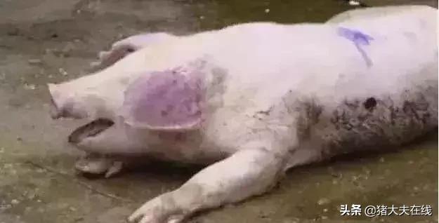 蓝耳啊，你让猪如何是好？